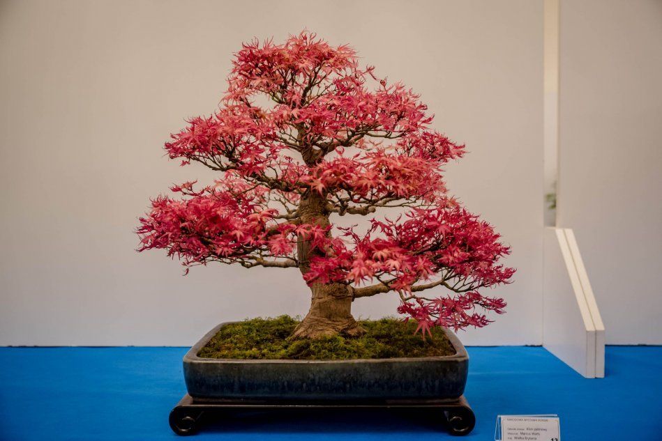 Красное дерево бонсай