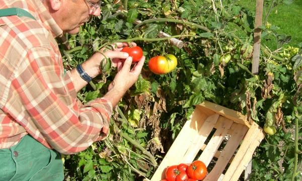 Добейтесь здоровья для помидоров - какими свойствами обладает это растение