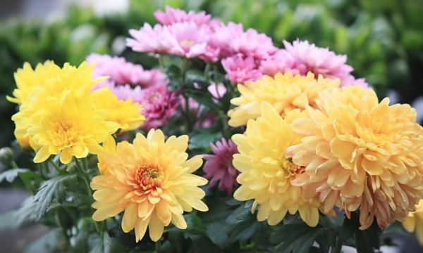 Хризантемы - как выращивать эти осенние цветы