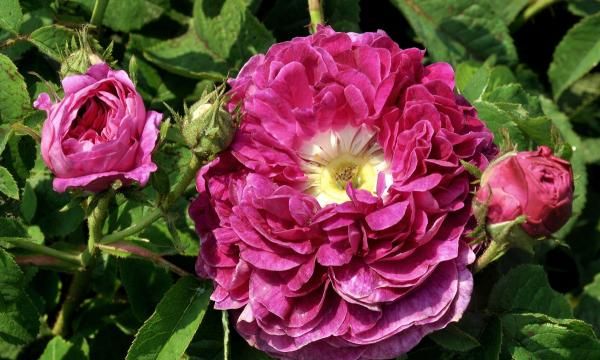 Исторические розы: самые старые сорта этих прекрасных цветов