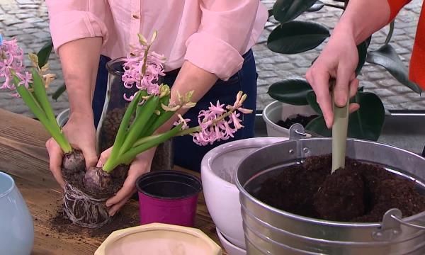 Как сажать растения лука и что делать, когда они переворачиваются (ВИДЕО)