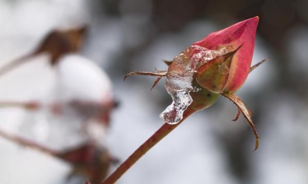 Как защитить растения от первых заморозков?