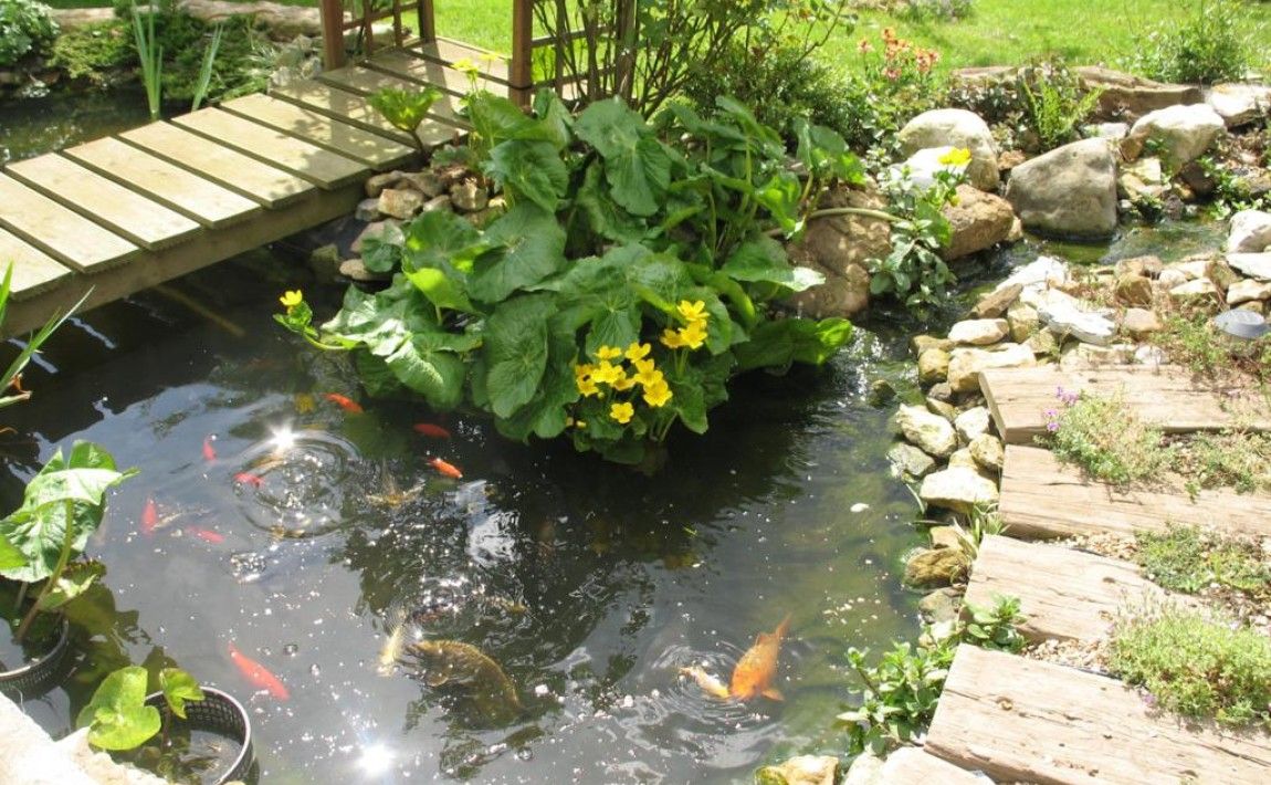 Корм для рыб в садовом пруду - E-garden