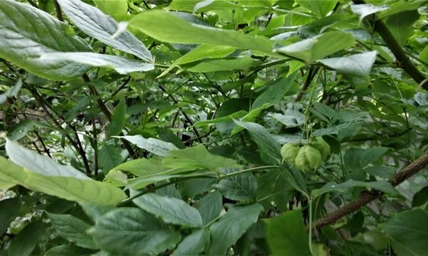 Куст розария или южная дубинка - как ее выращивать и выращивать