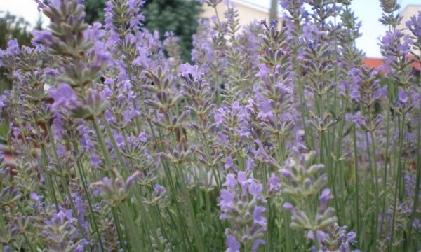 Лаванда: растение из Прованса для польских скидок