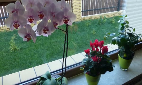 Орхидеи или цветы любви - как их выращивать, разводить и выращивать