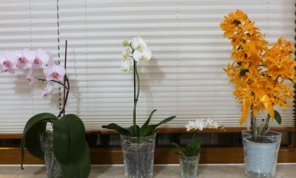 Орхидеи в обустройстве дома: их выращивание и сорта (ФОТО, ВИДЕО)