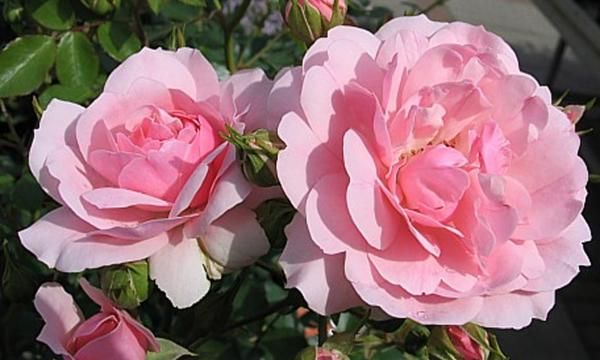 Осенние садовые розы - сорта, выращивание и уход за осенними розами