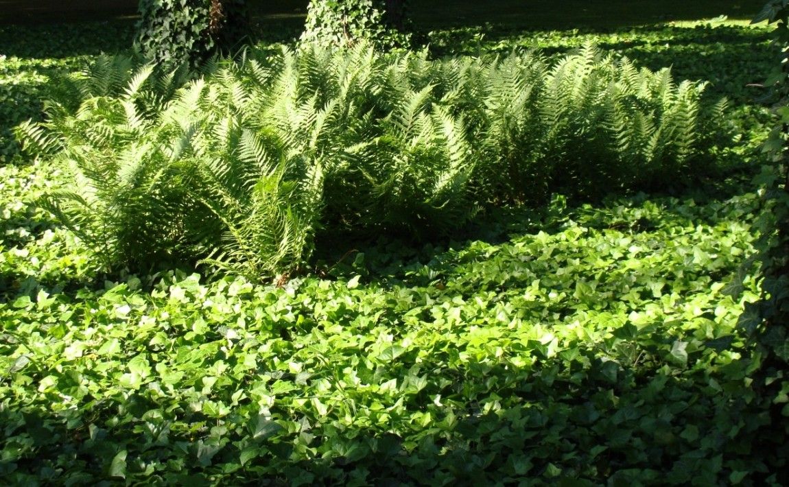 Путь в вечнозеленый сад - вечнозеленые растения - E-garden