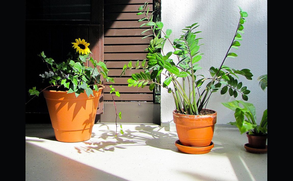 Растения в горшках легко выращивать - E-garden