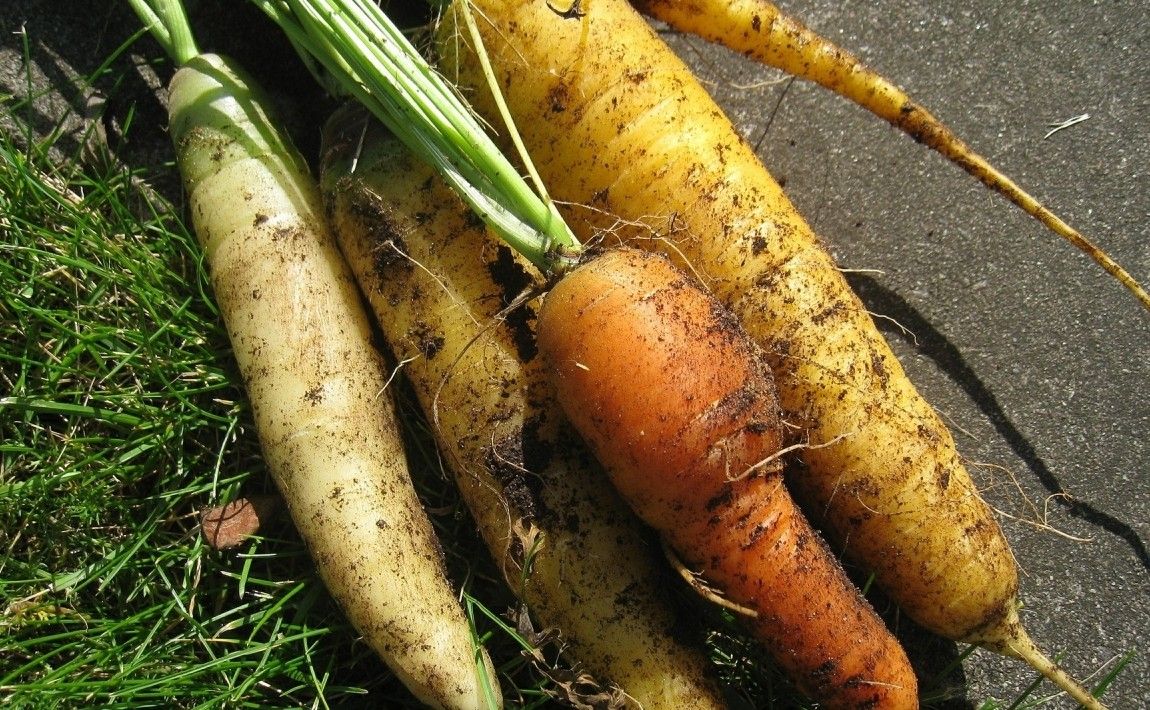 Разноцветная морковь Как вырастить это и какие у него есть приложения - E-garden
