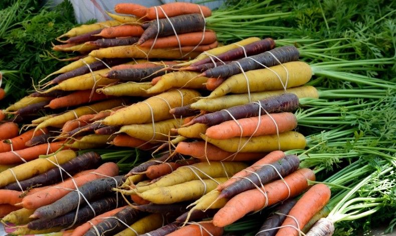 Разноцветная морковь в пучках