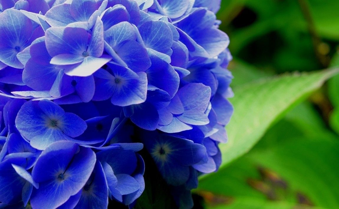Синие цветы для сада - E-garden