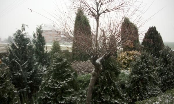 Снег в саду и защита растений. Обеспечение и укрытие растений на зиму