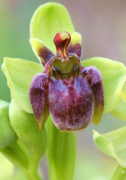 Двухрукий шмель - Ophrys bombyliflora