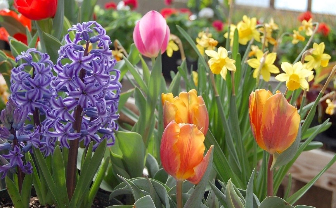 Весна - сделай сам. Идеи для весенних цветов дома и квартиры - E-garden