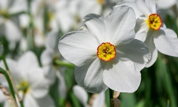 Белый нарцисс - ароматный цветок из сельского сада. Как вырастить это
