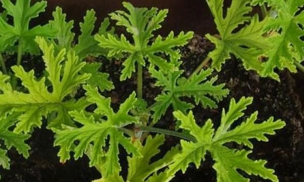 Герань или Anginowiec - как вырастить это растение и для чего мы используем его листья