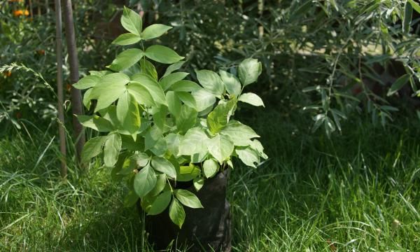 Южно-священное растение Клокочка с четками и крышками от сигарет. Как вырастить это