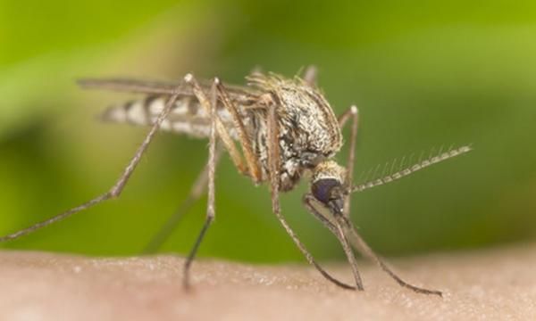 Комары опаснее, чем вы думаете? Как бороться с насекомыми