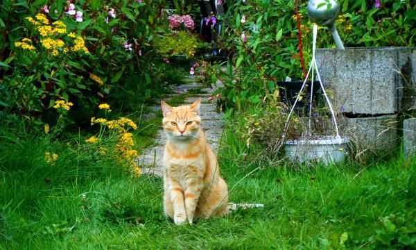 Кошка в саду - что ему грозит. Как позаботиться о его безопасности