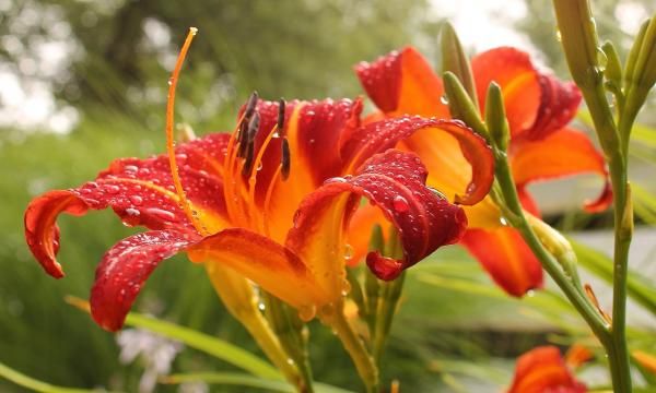 Лилейники - какие условия выращивания следует обеспечить для этих цветов