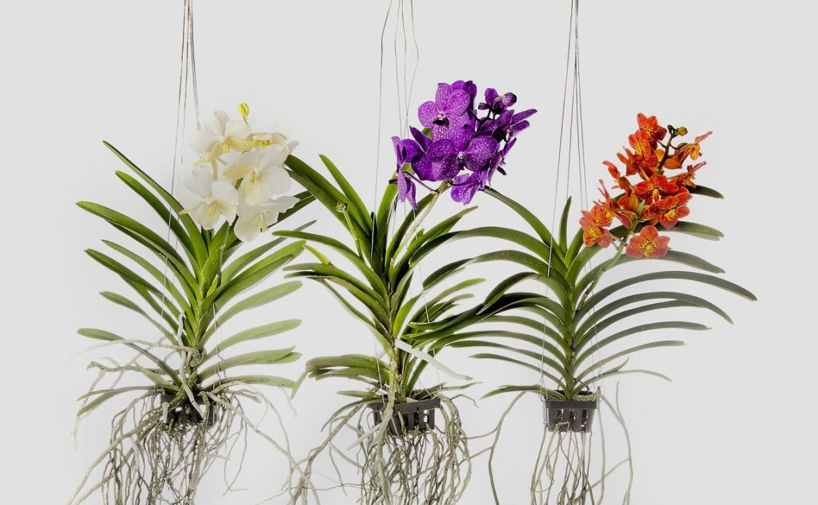 Орхидеи, которые можно выращивать в воздухе. Что выбрать и как ухаживать за ними - E-garden
