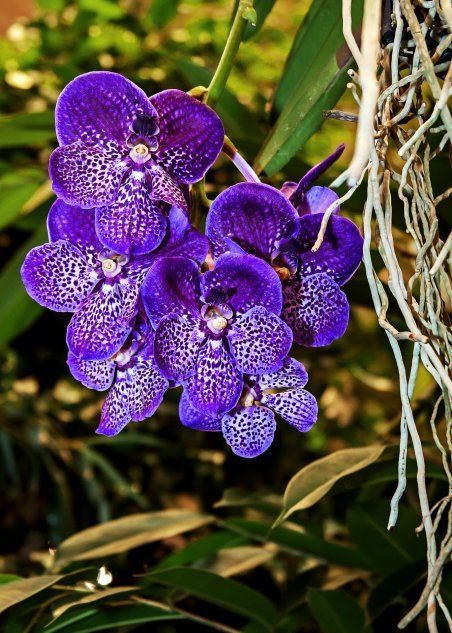 Орхидеи ванда