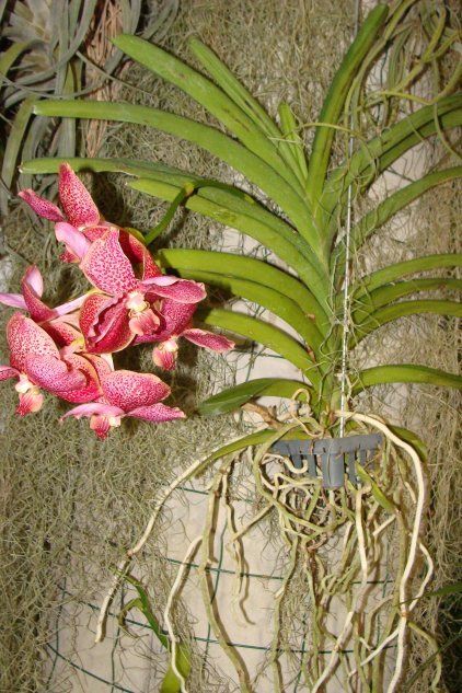 Орхидея без цветочного горшка