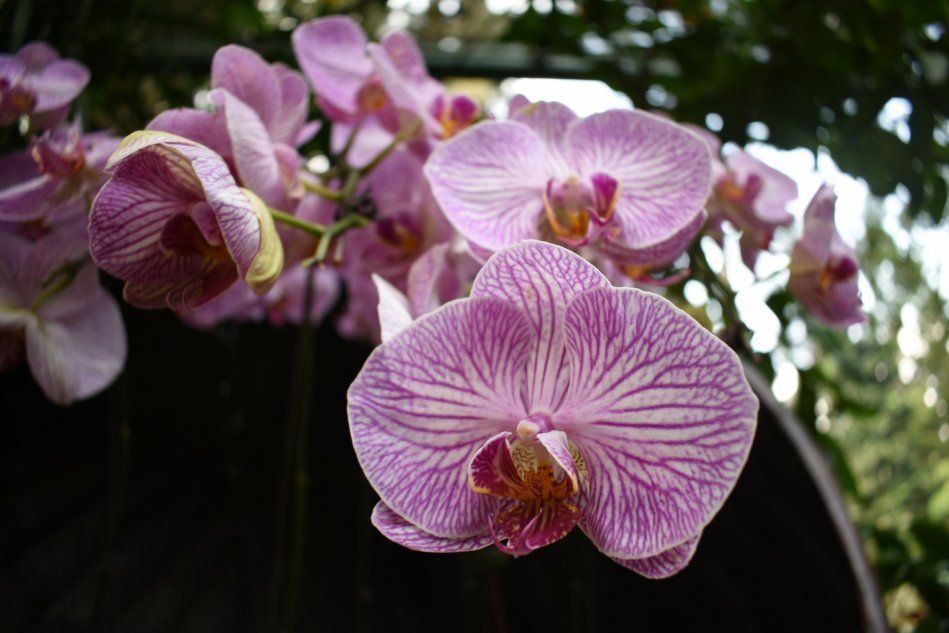 Орхидея фаленоспсис