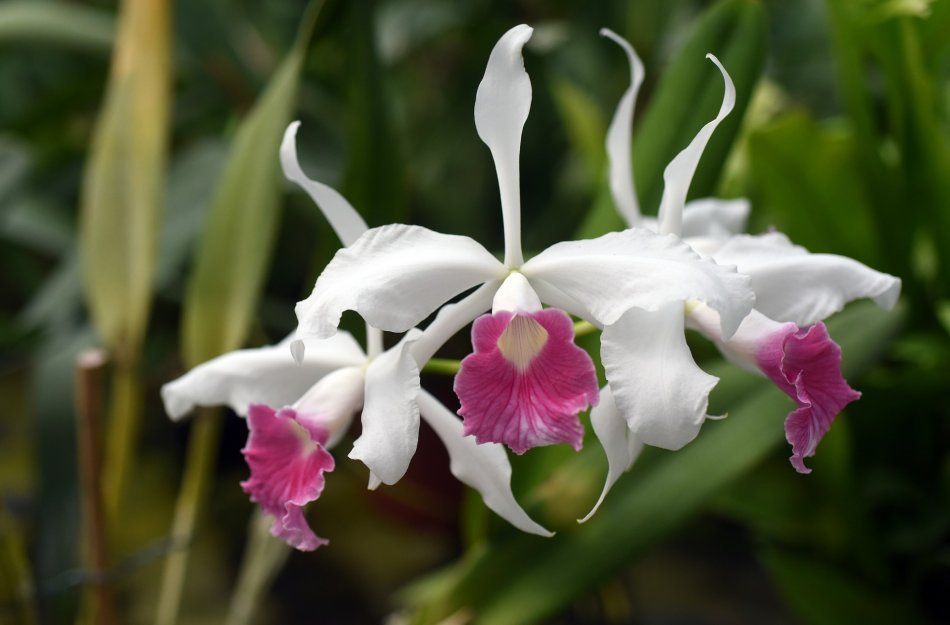 Лилия орхидея