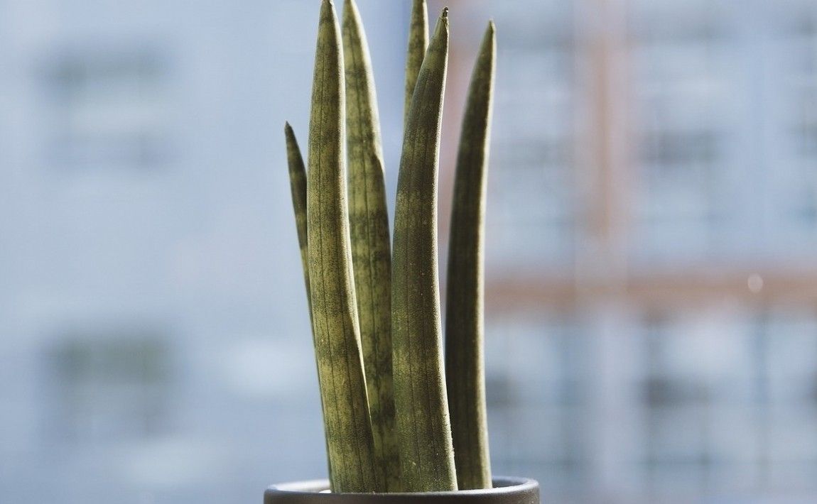 Сансевиерия цилиндрическая - интересное растение в горшке. Как вырастить это - E-garden