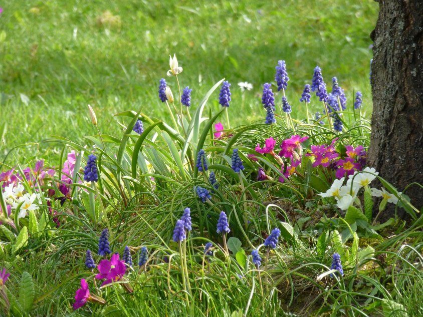 Весна в саду - сапфиры и подвои