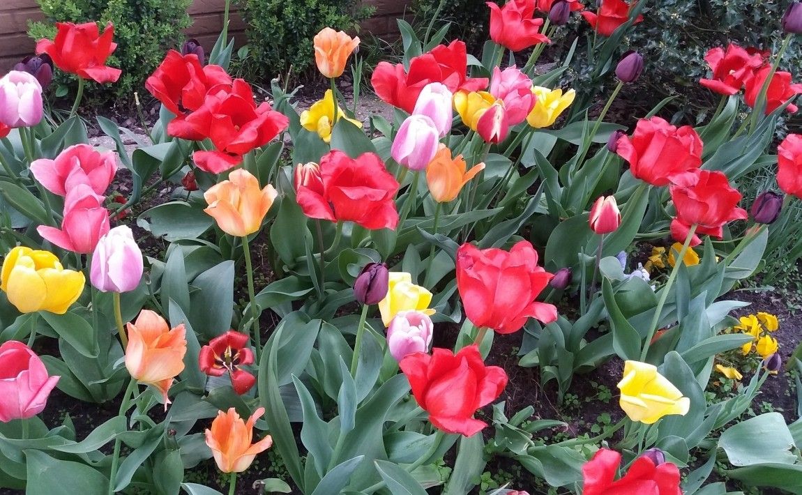 Тюльпановая лихорадка - история цветочного безумия - E-garden