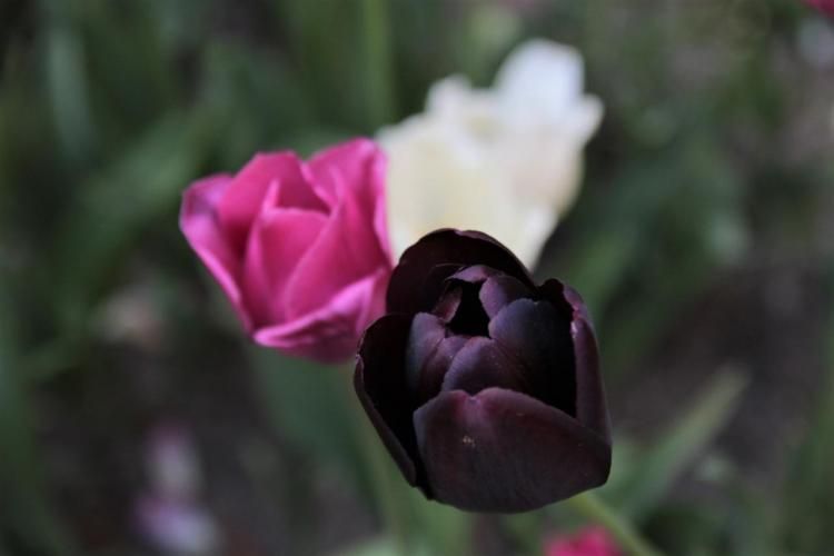 Цвета тюльпанов