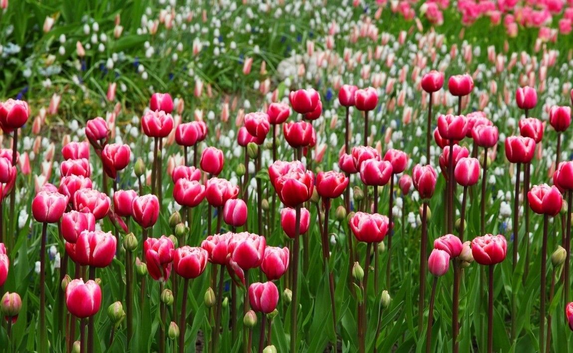 Тюльпаны - весенние цветы для домашнего сада - E-garden