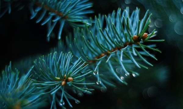 Живая новогодняя елка - целебные свойства хвойных