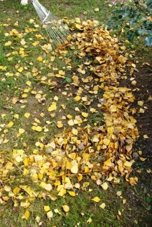 Сгребание листьев