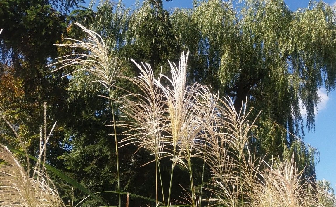 Декоративные травы для сада - декоративные и легко выращиваемые виды - E-garden
