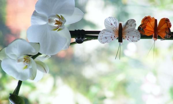 Как поливать орхидеи (ВИДЕО)