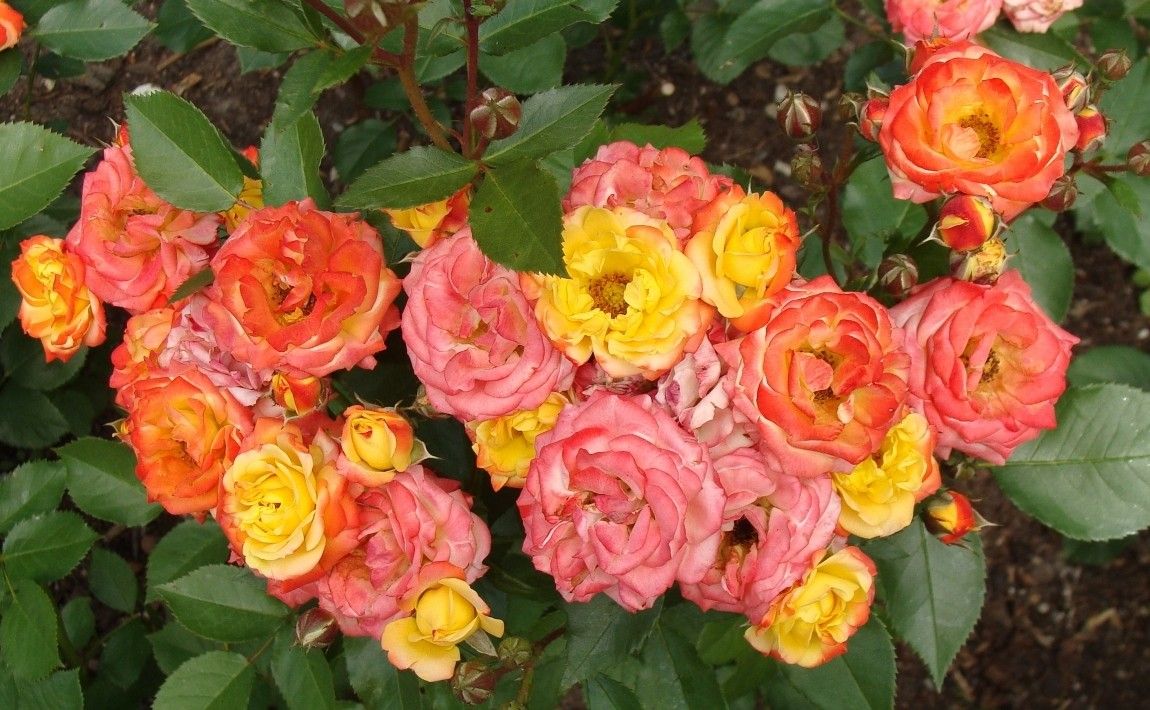 Как сажать, выращивать и когда обрезать розы - E-garden
