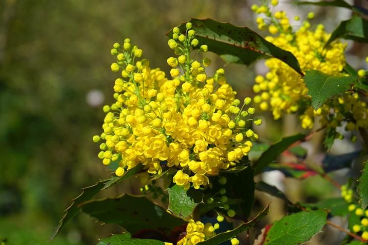 Лимонно-желтые цветы Махонии