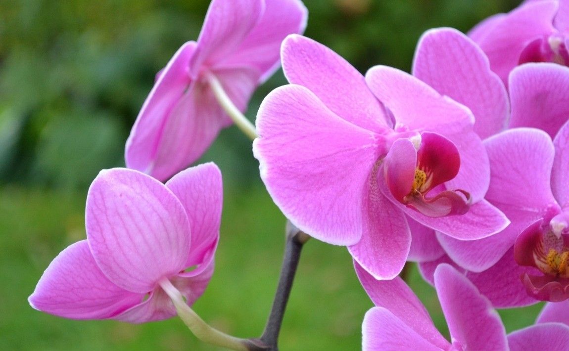 Почему не цветет орхидея? Мы объясняем причины и предлагаем решения - E-garden