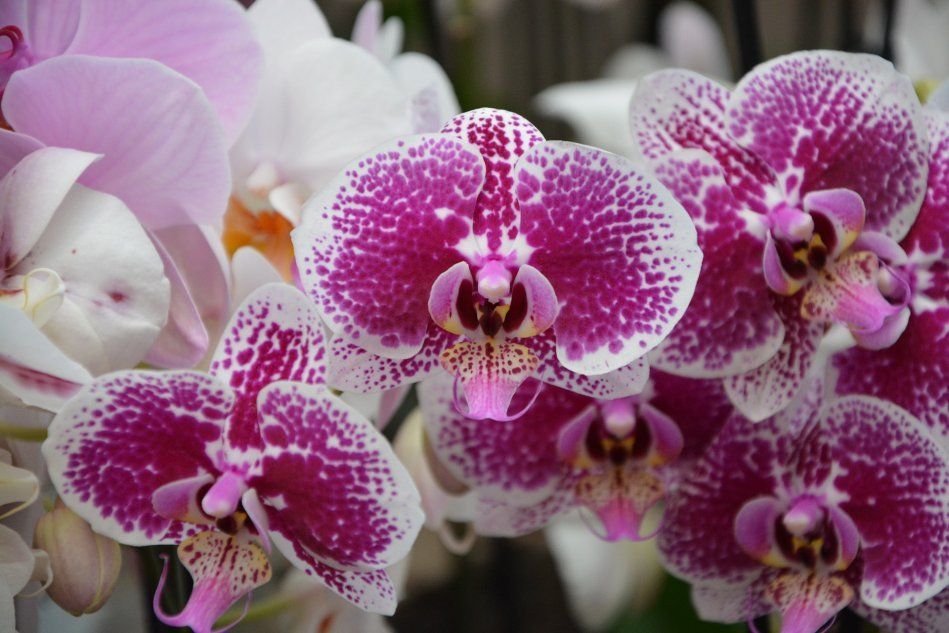 Орхидеи вида фаленопсис