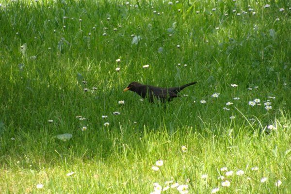 птицы в траве
