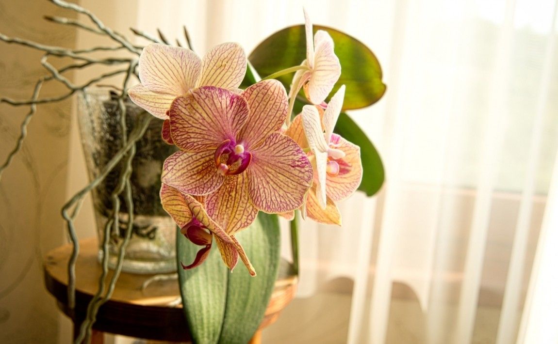 7 принципов, которые должен знать каждый любитель орхидей - E-garden