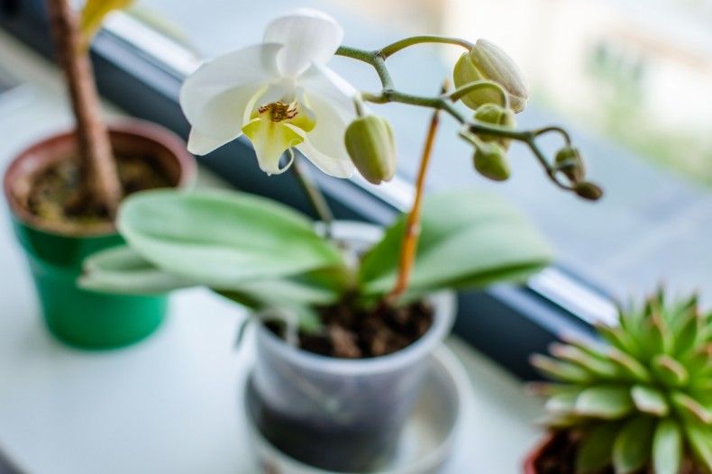 7 правил, которые должен знать каждый любитель орхидей - рисунок 1