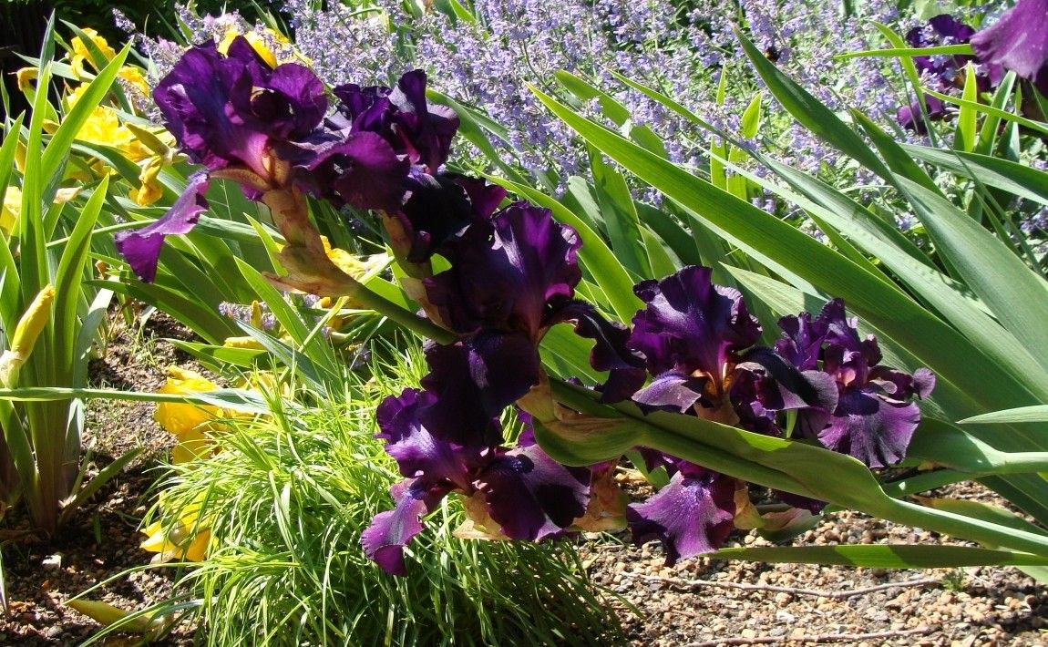 Ирисы в саду - многолетние растения с красивыми цветами - E-garden