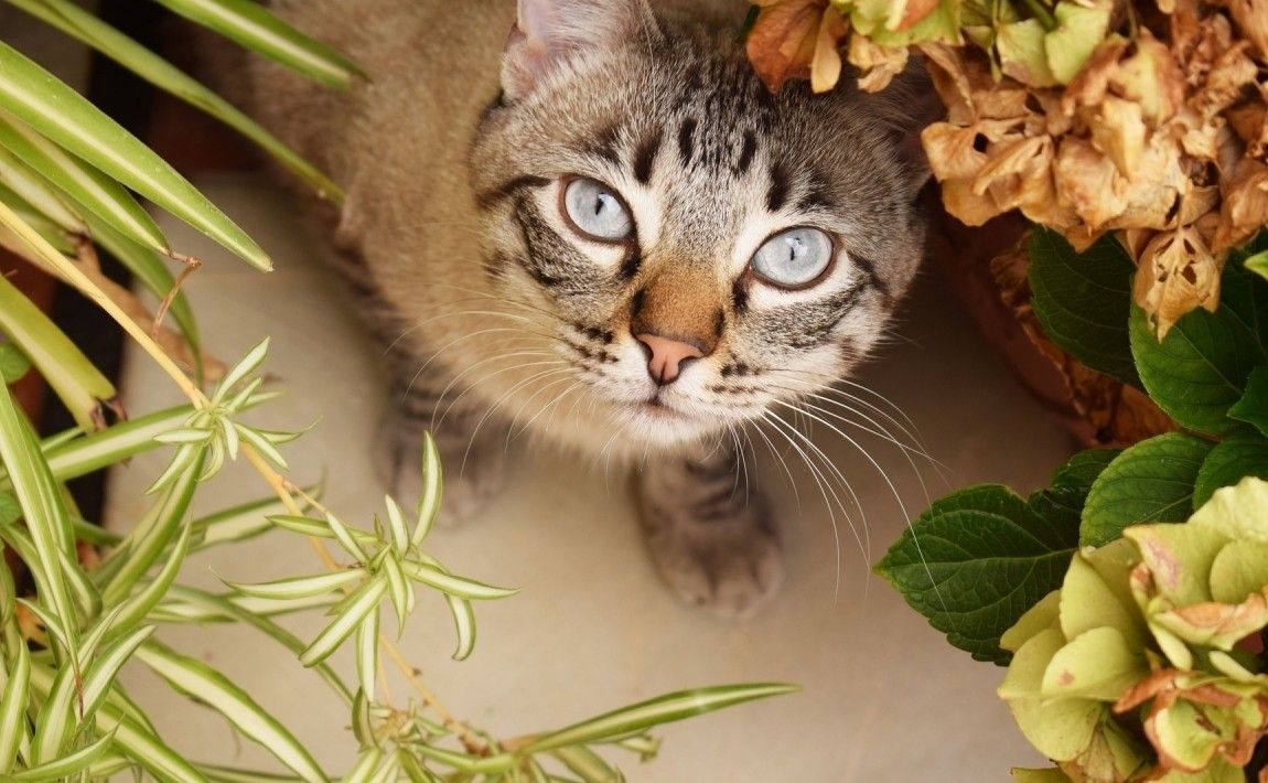 Ядовитые цветы для кошек и безопасные для них - E-garden