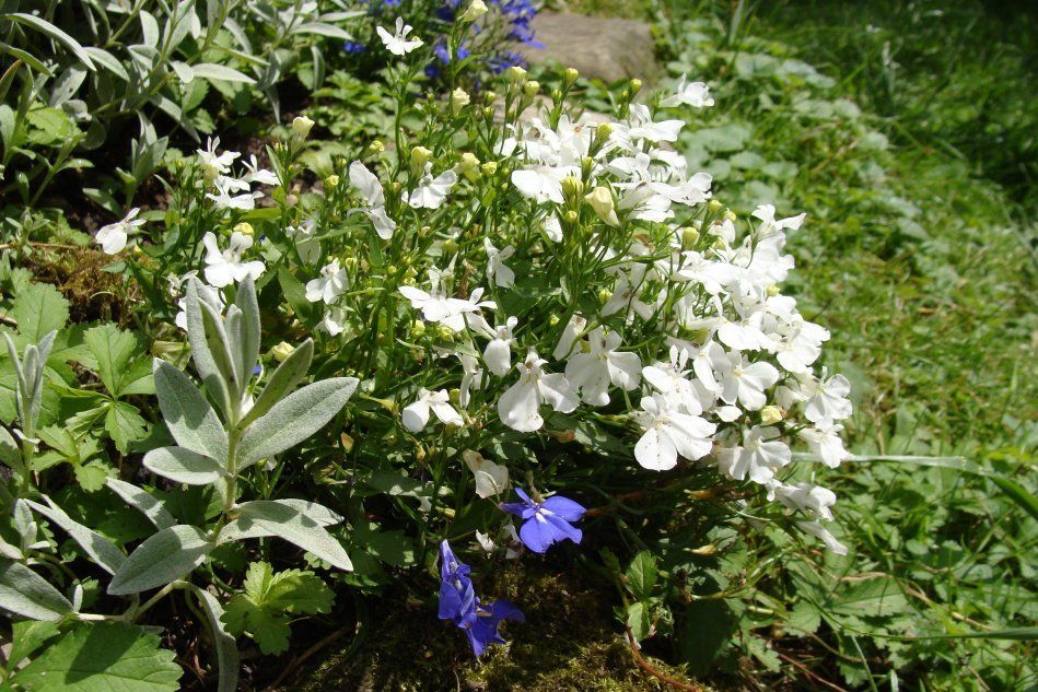 Белая Лобелия в саду